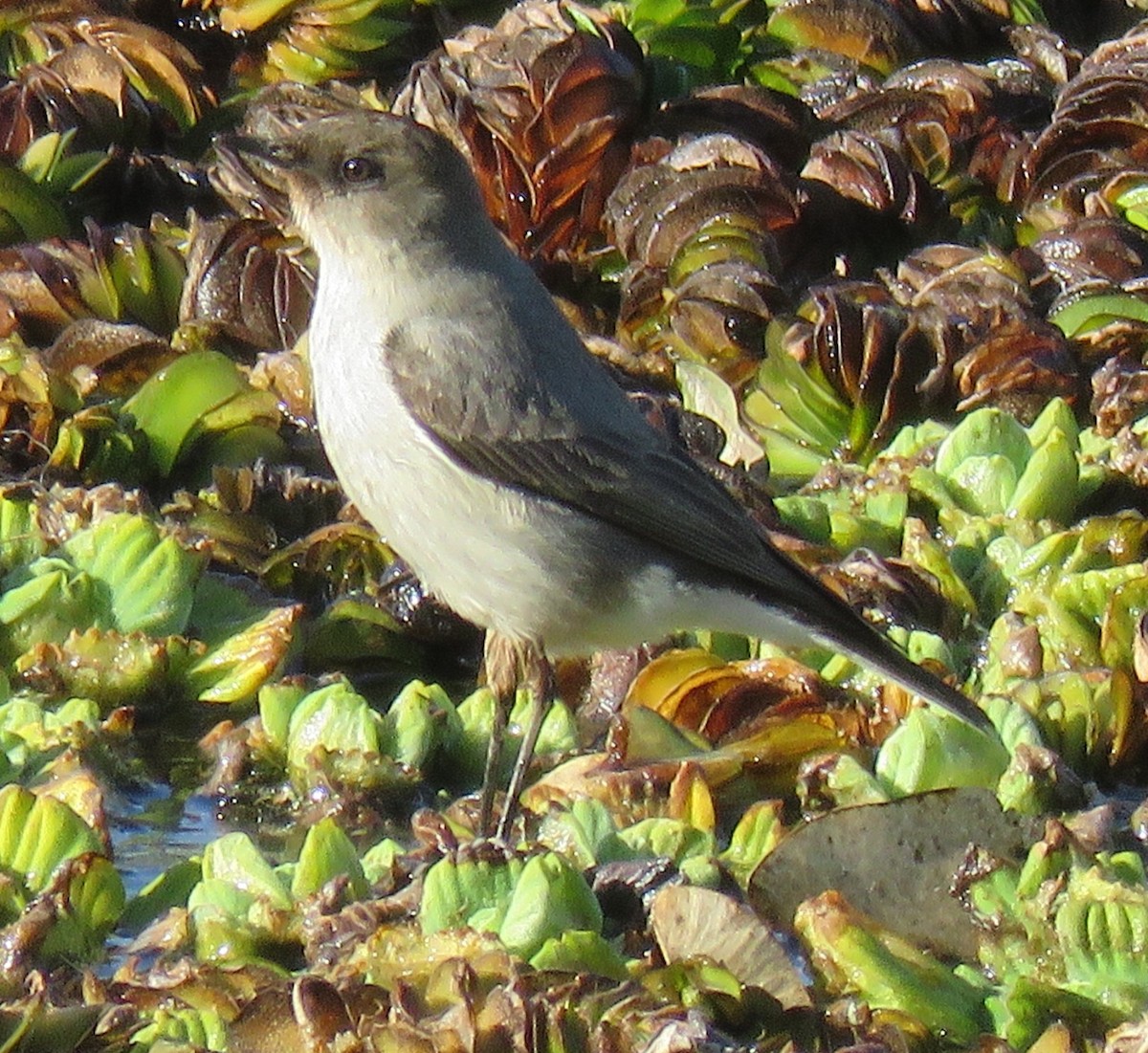 Dark-faced Ground-Tyrant - ML641173928