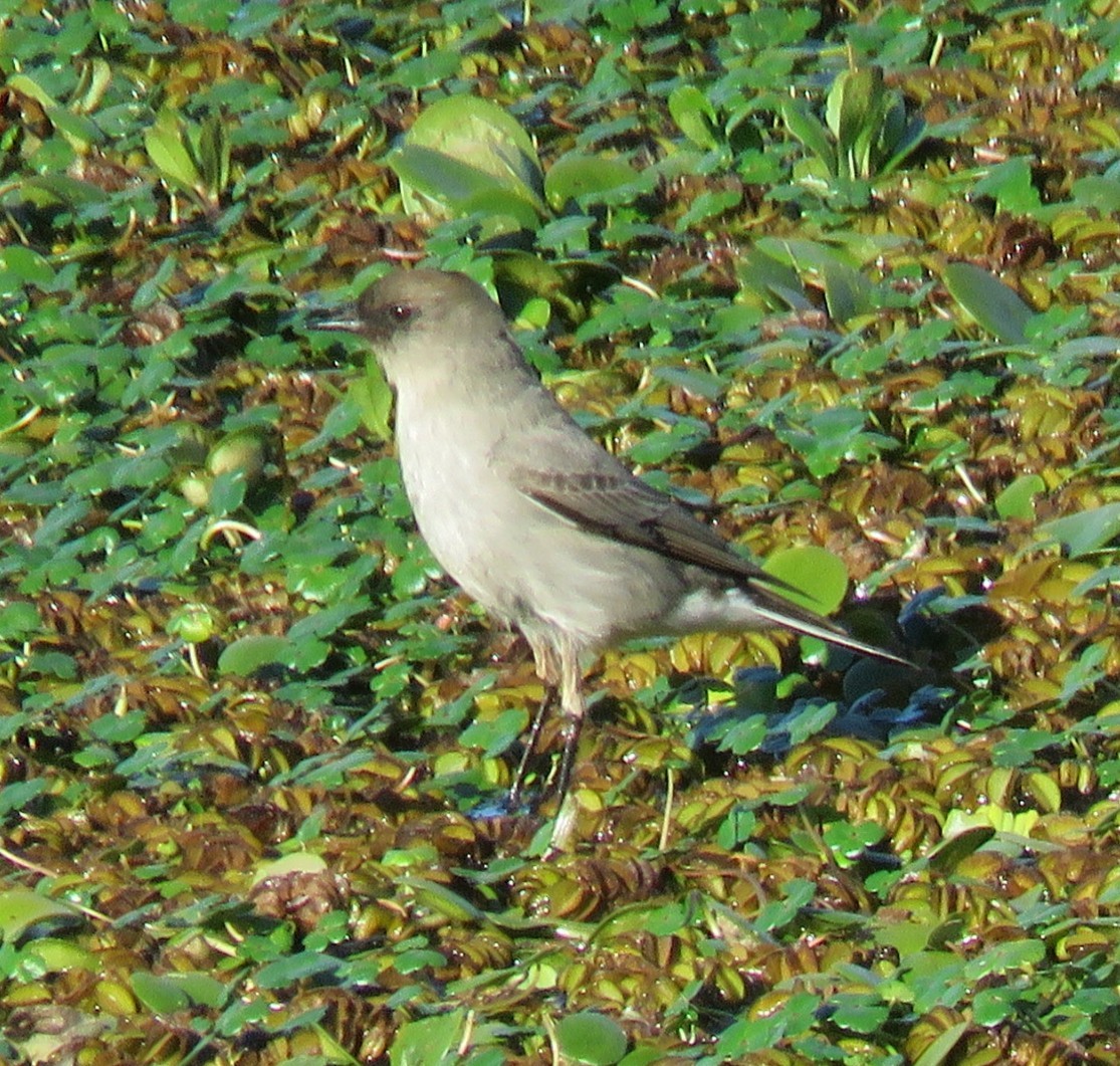 Dark-faced Ground-Tyrant - ML641173929
