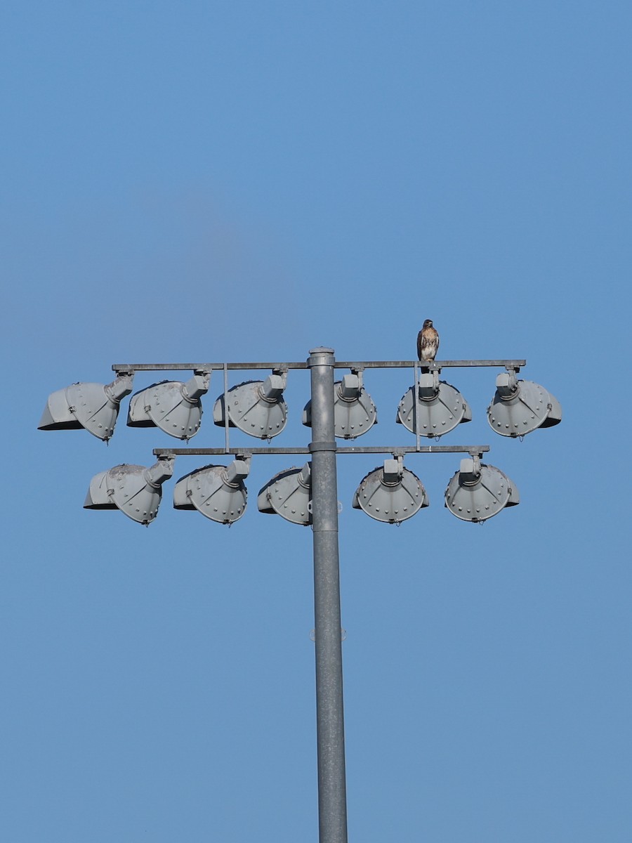 Red-tailed Hawk - ML641173930