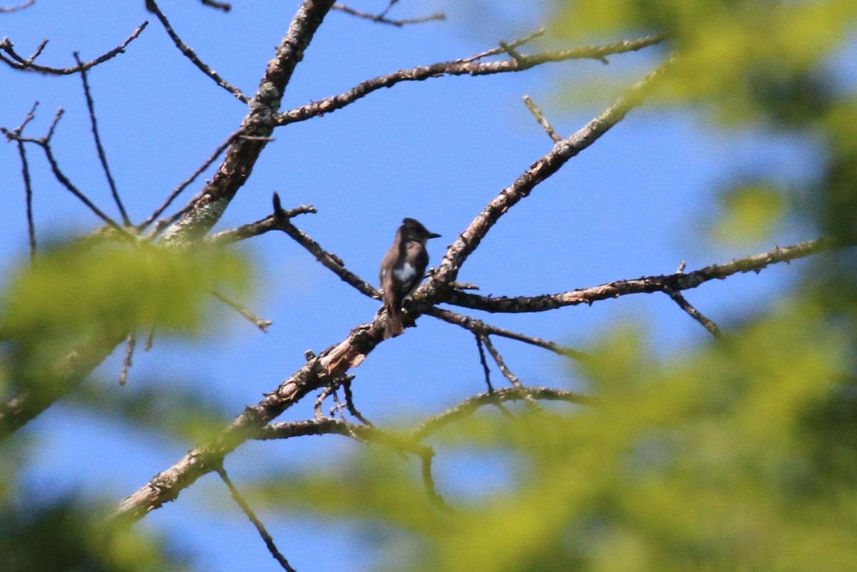 Olive-sided Flycatcher - ML641173931