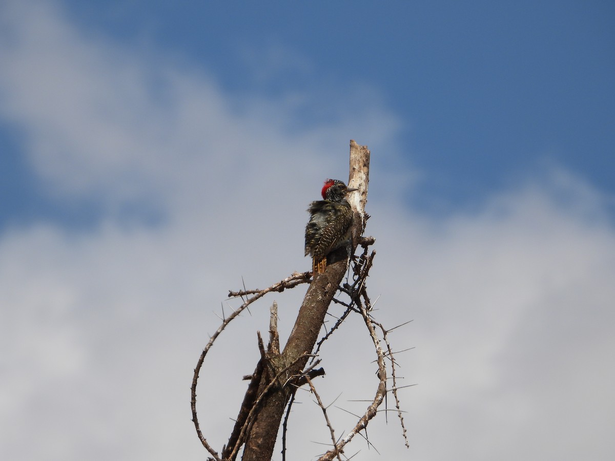 Nubian Woodpecker - ML641173932