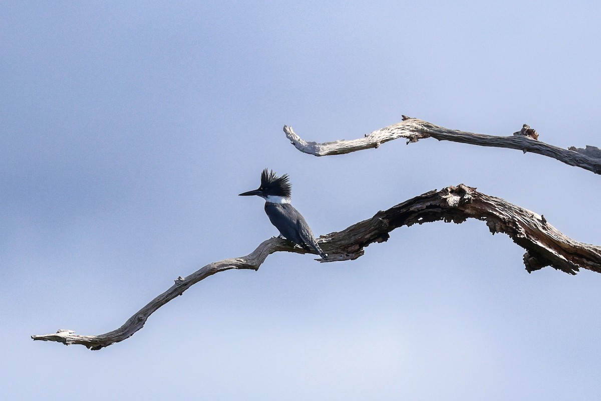 Belted Kingfisher - ML641173935