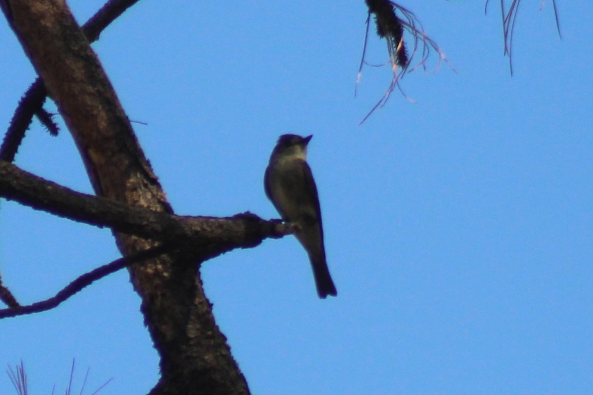Olive-sided Flycatcher - ML641173942