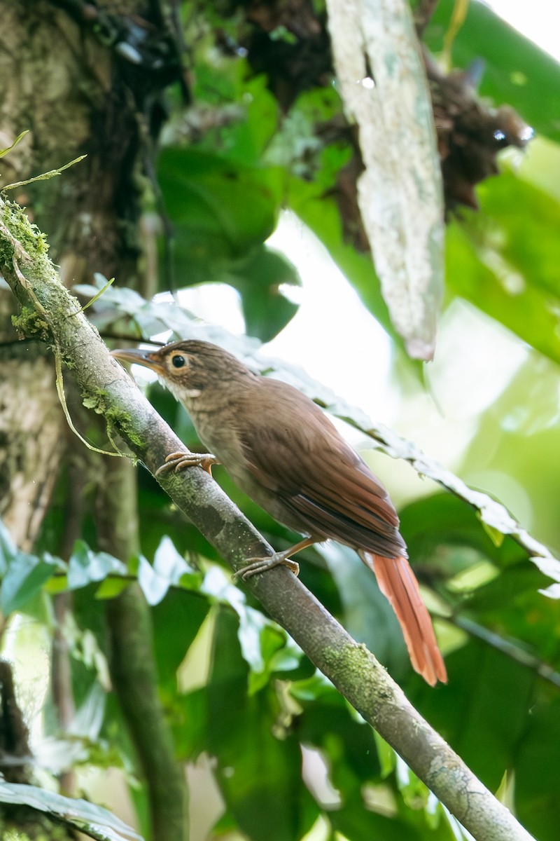 Ochre-throated Foliage-gleaner - ML641173950