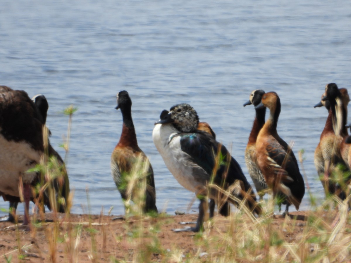 Knob-billed Duck - ML641173972