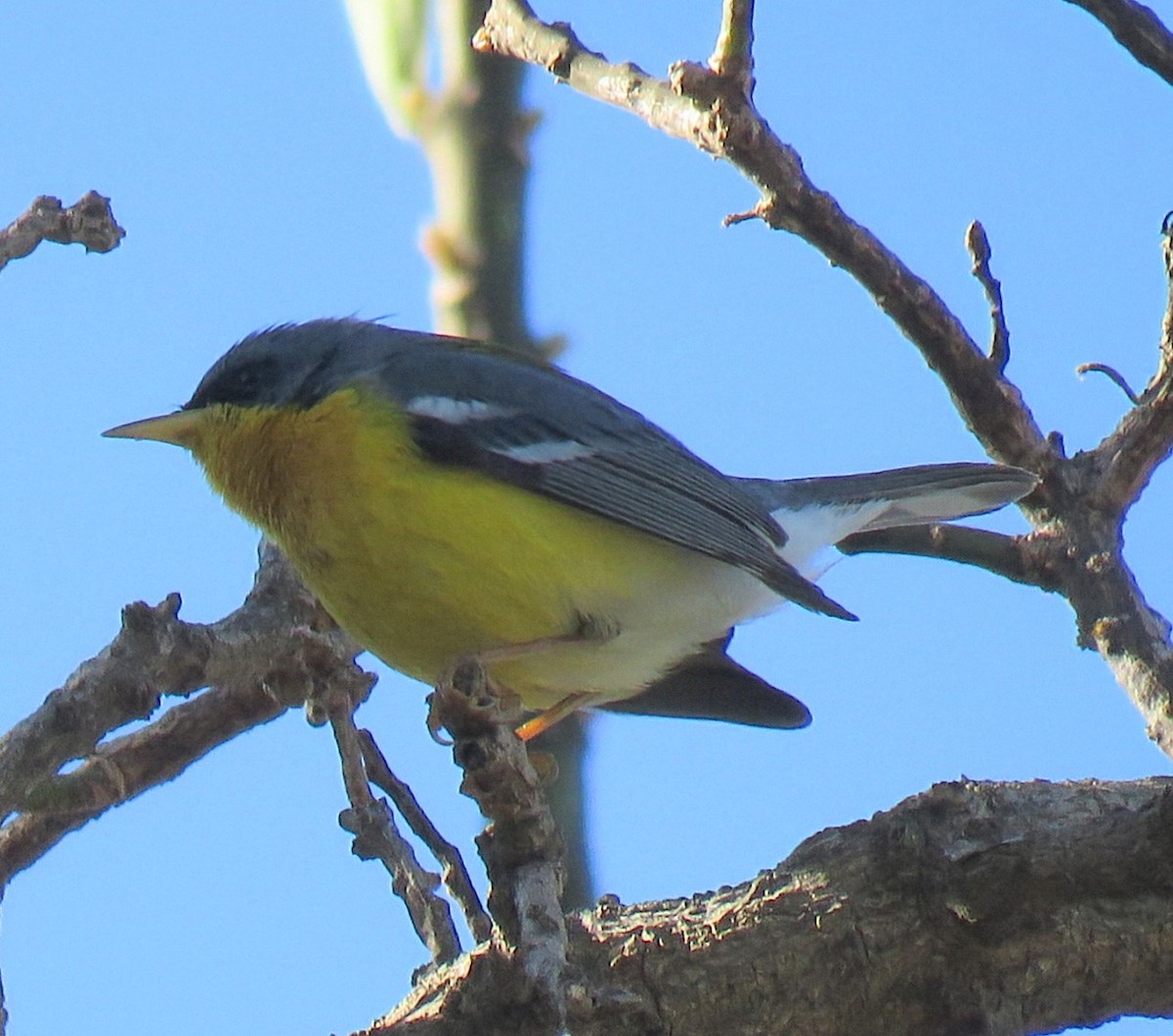 Elfenwaldsänger - ML641173998