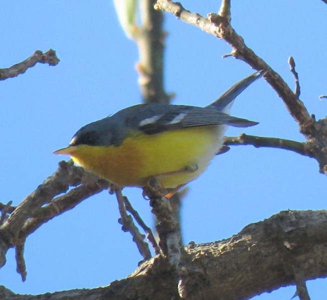 Elfenwaldsänger - ML641174000