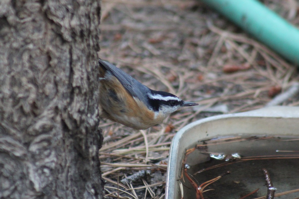 Red-breasted Nuthatch - ML641174003