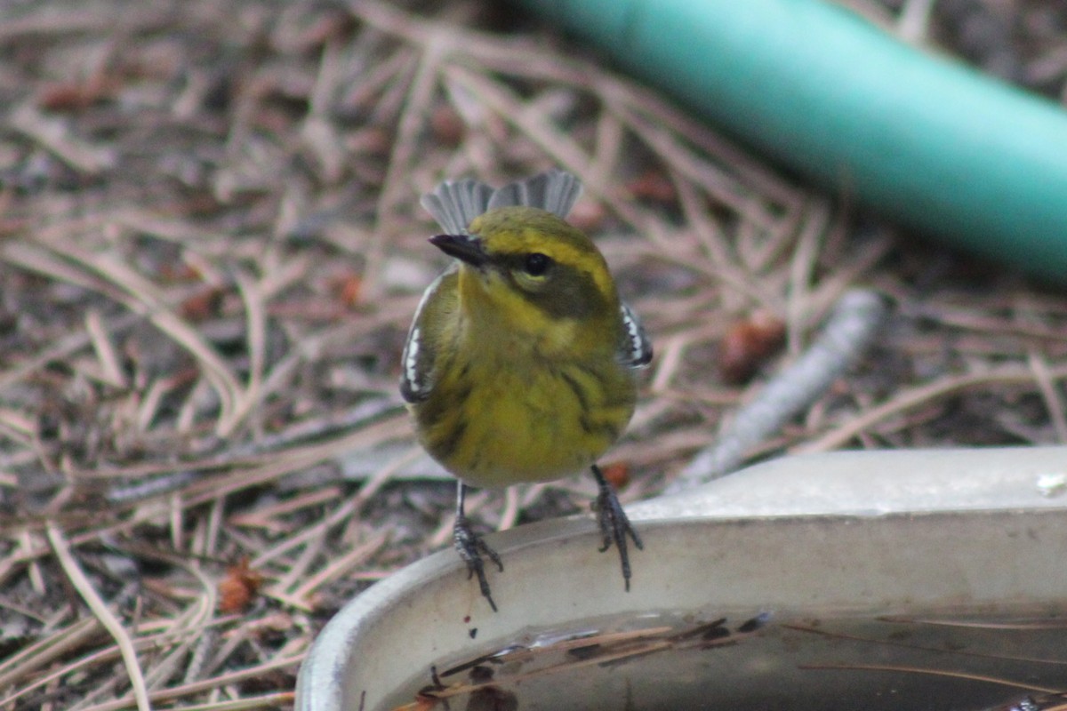 Townsend's Warbler - ML641174005
