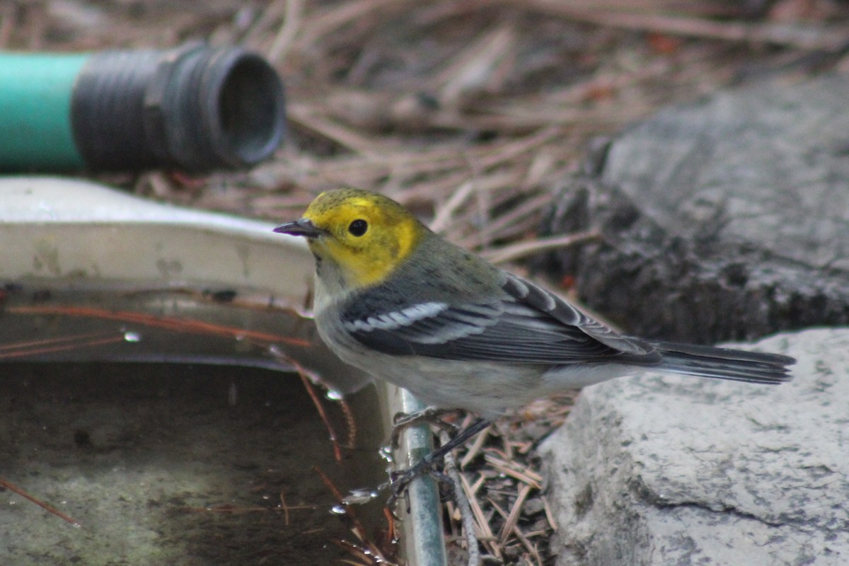 Hermit Warbler - ML641174009