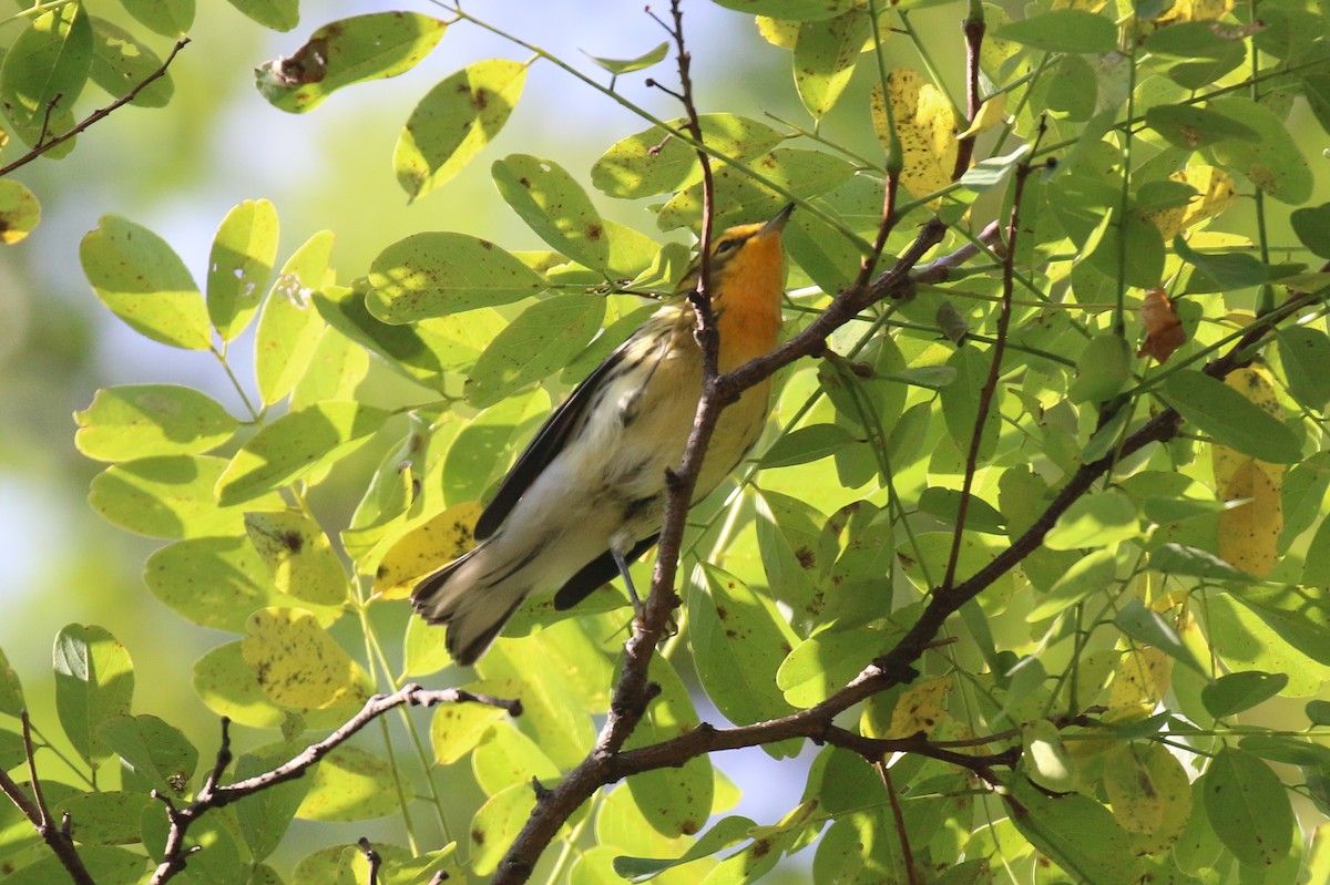 Blackburnian Warbler - ML641174011