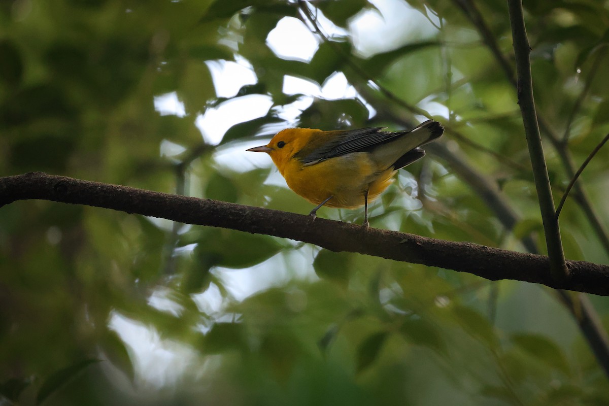 Prothonotary Warbler - ML641174019