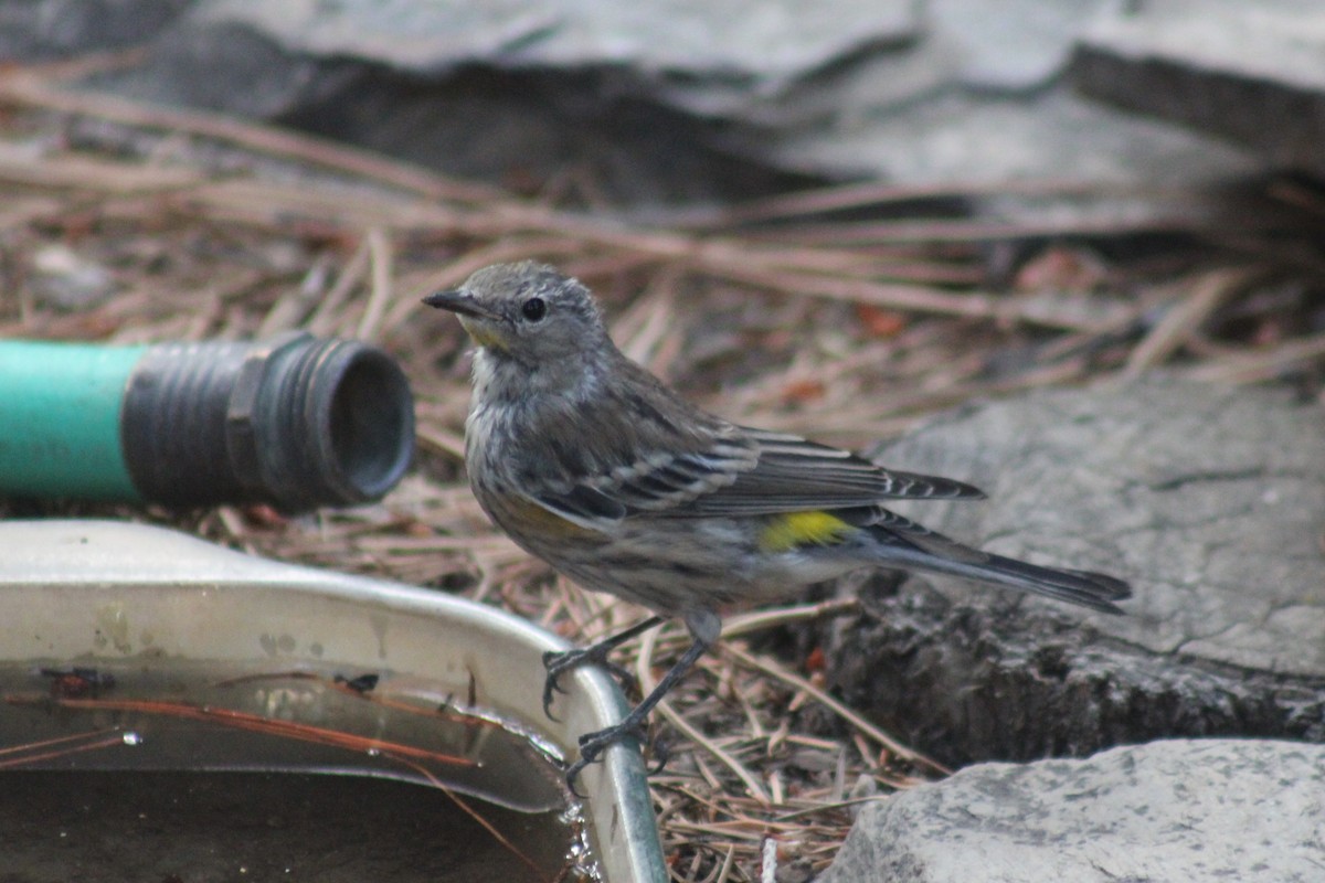 Yellow-rumped Warbler (Audubon's) - ML641174027