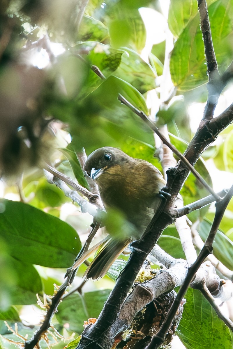 Black-and-yellow Tanager - ML641174031