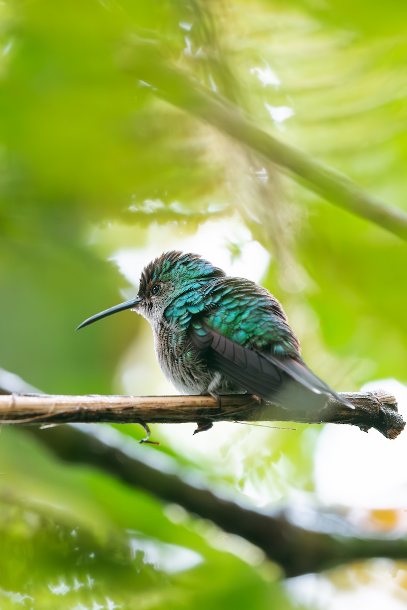 kolibřík modrotemenný - ML641174085