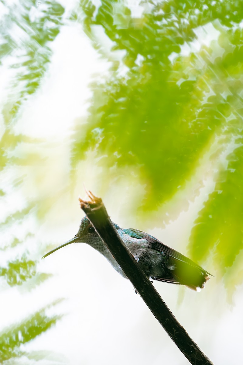 kolibřík modrotemenný - ML641174086