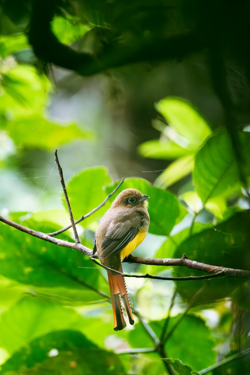 trogon modroocasý - ML641174142