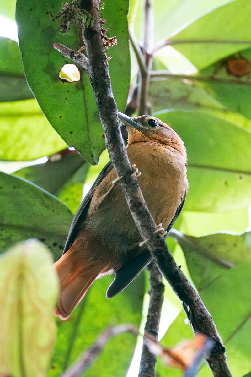 Slaty-winged Foliage-gleaner - ML641174168