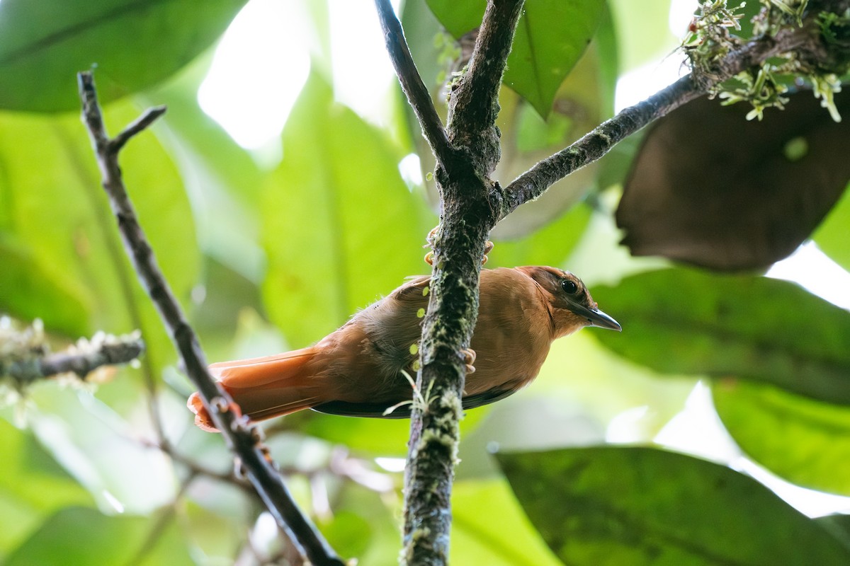 Slaty-winged Foliage-gleaner - ML641174169