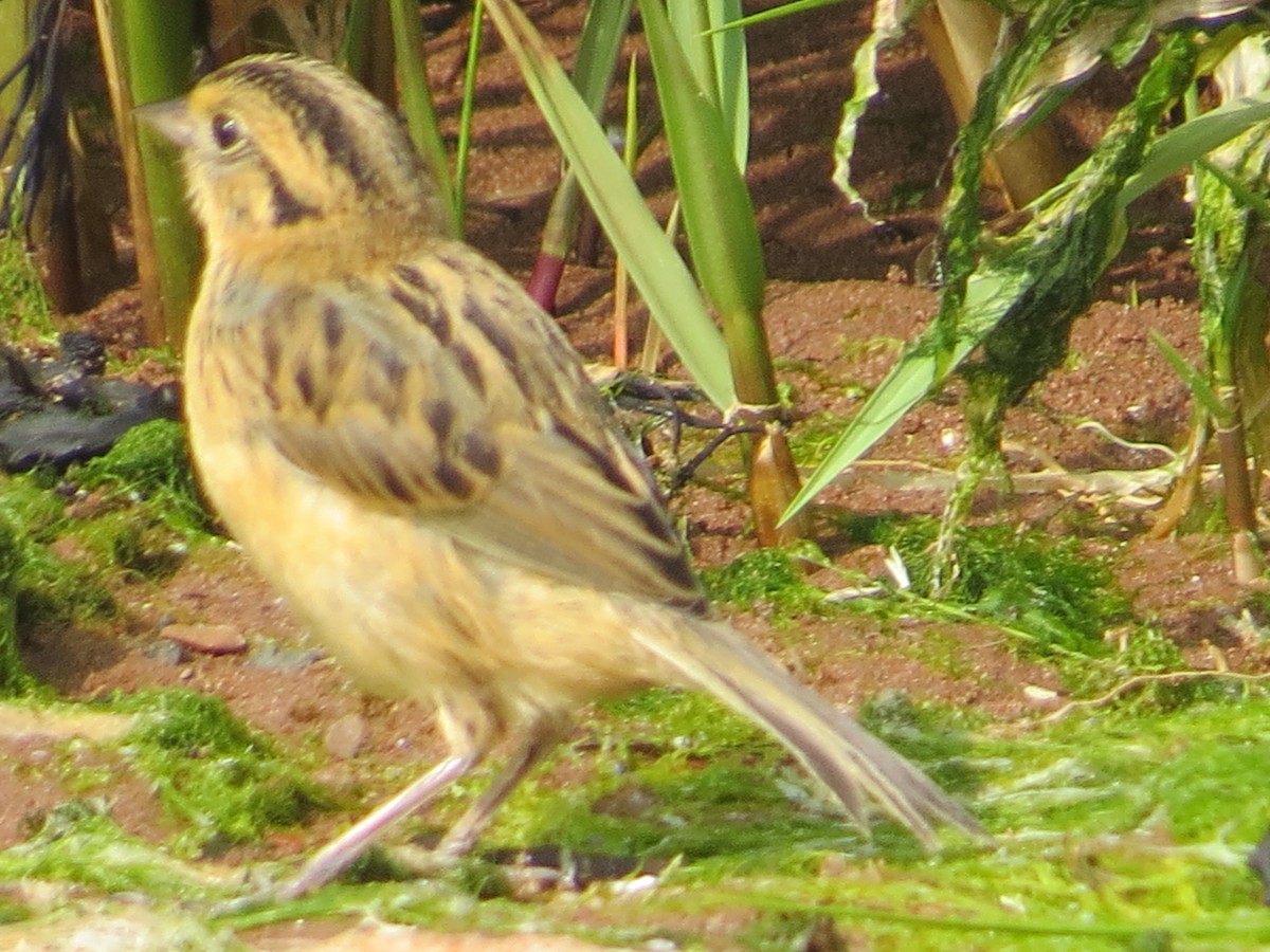 Nelson's Sparrow - ML641174196