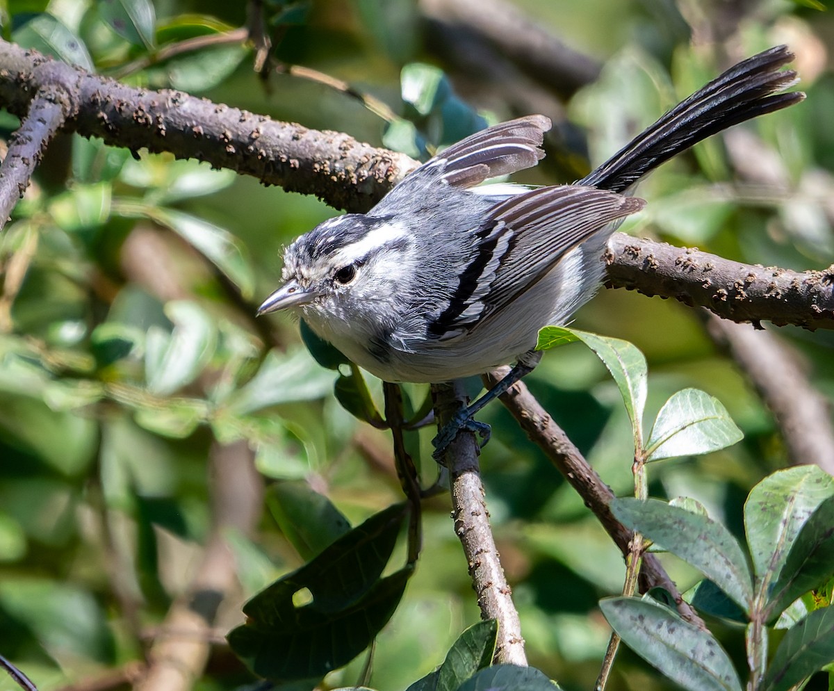 Black-capped Antwren - ML641174207