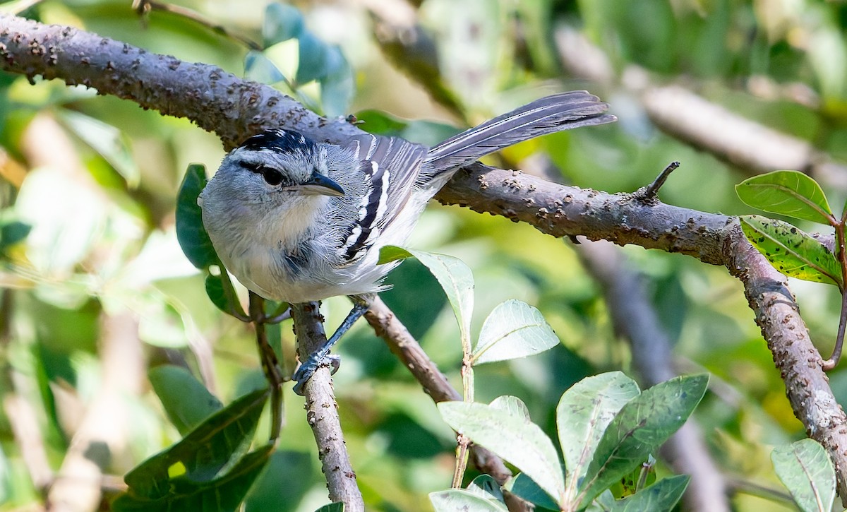 Black-capped Antwren - ML641174208
