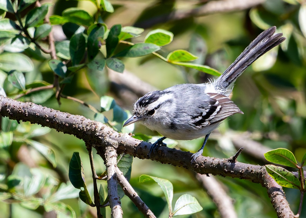 Black-capped Antwren - ML641174209