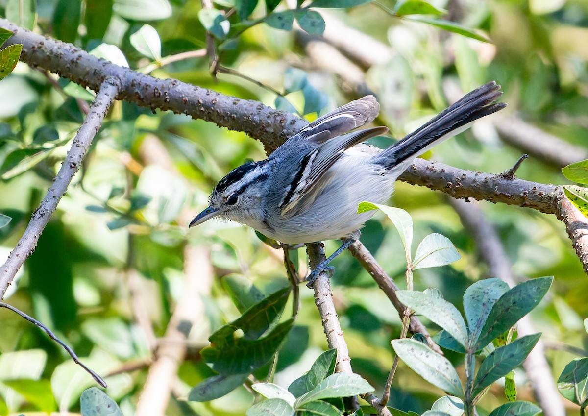 Black-capped Antwren - ML641174210