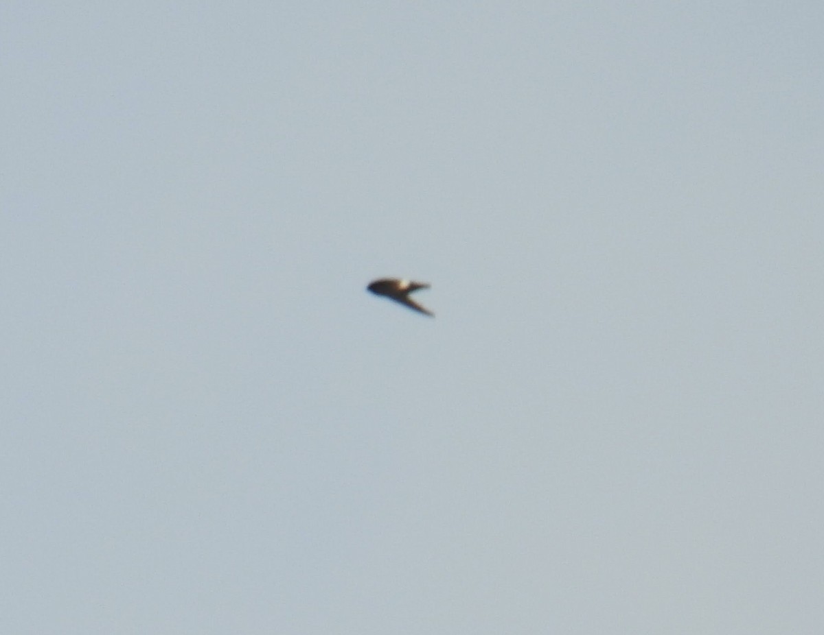 Sao Tome Spinetail - ML641174229