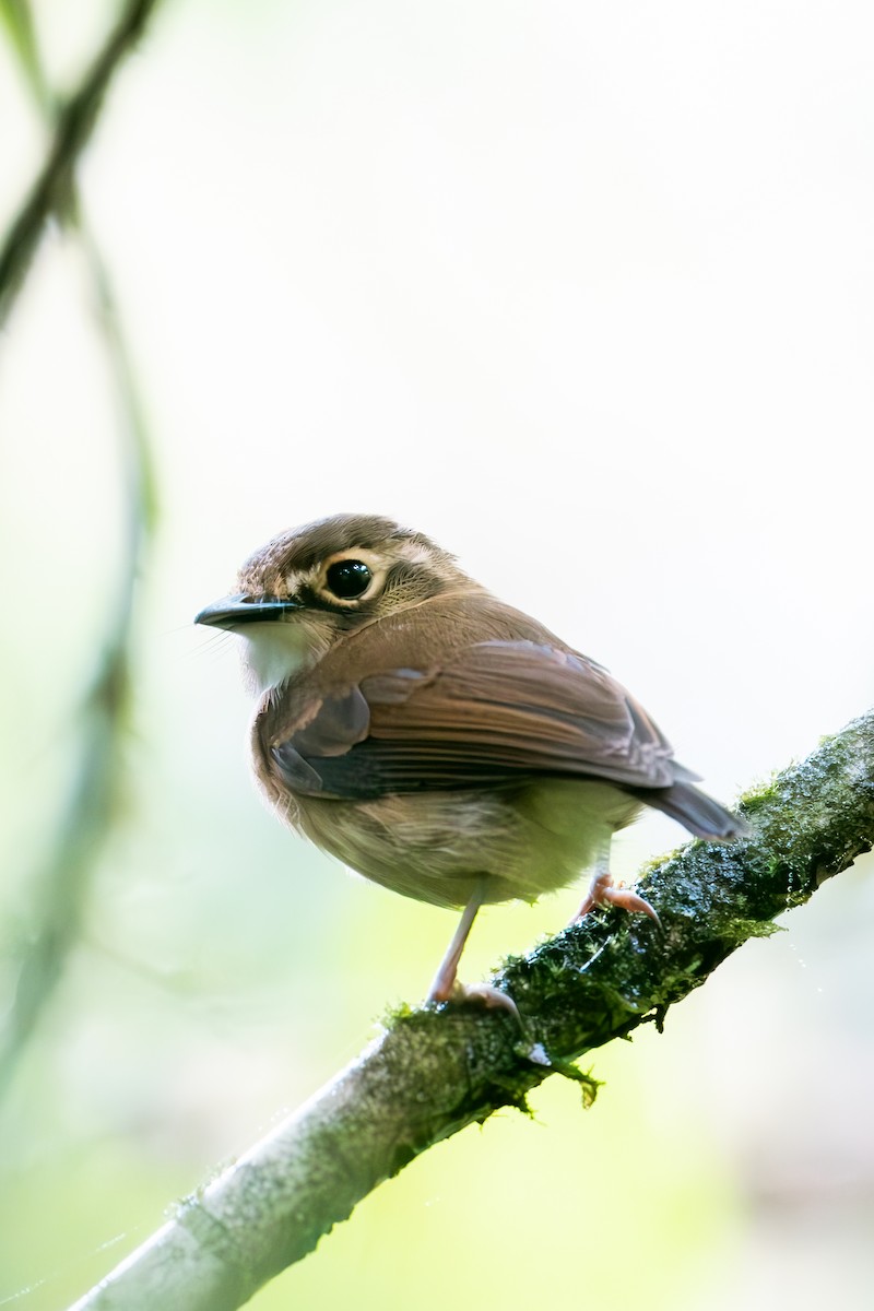 White-throated Spadebill - ML641174232