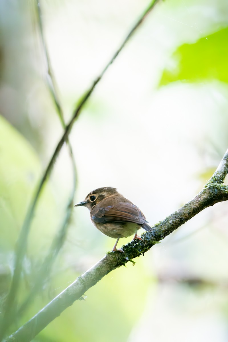 White-throated Spadebill - ML641174233