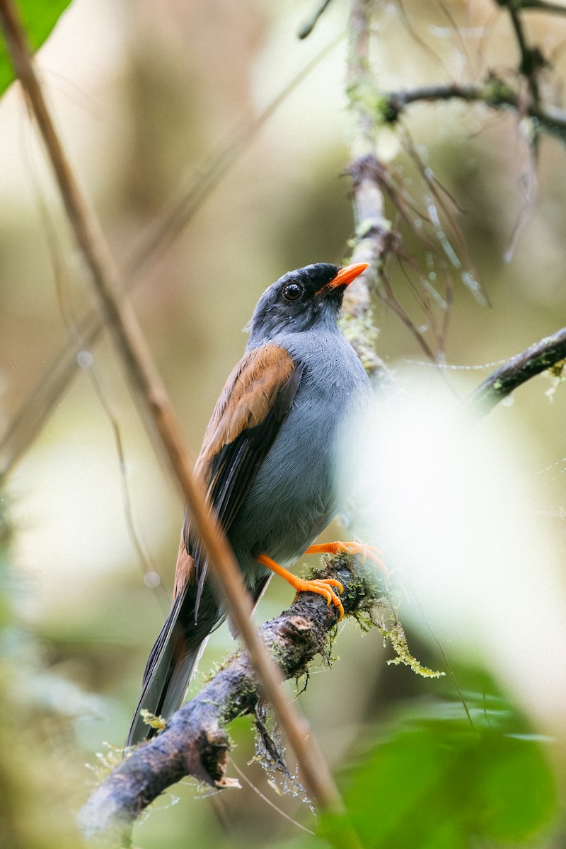 lesňák šedohnědý - ML641174286