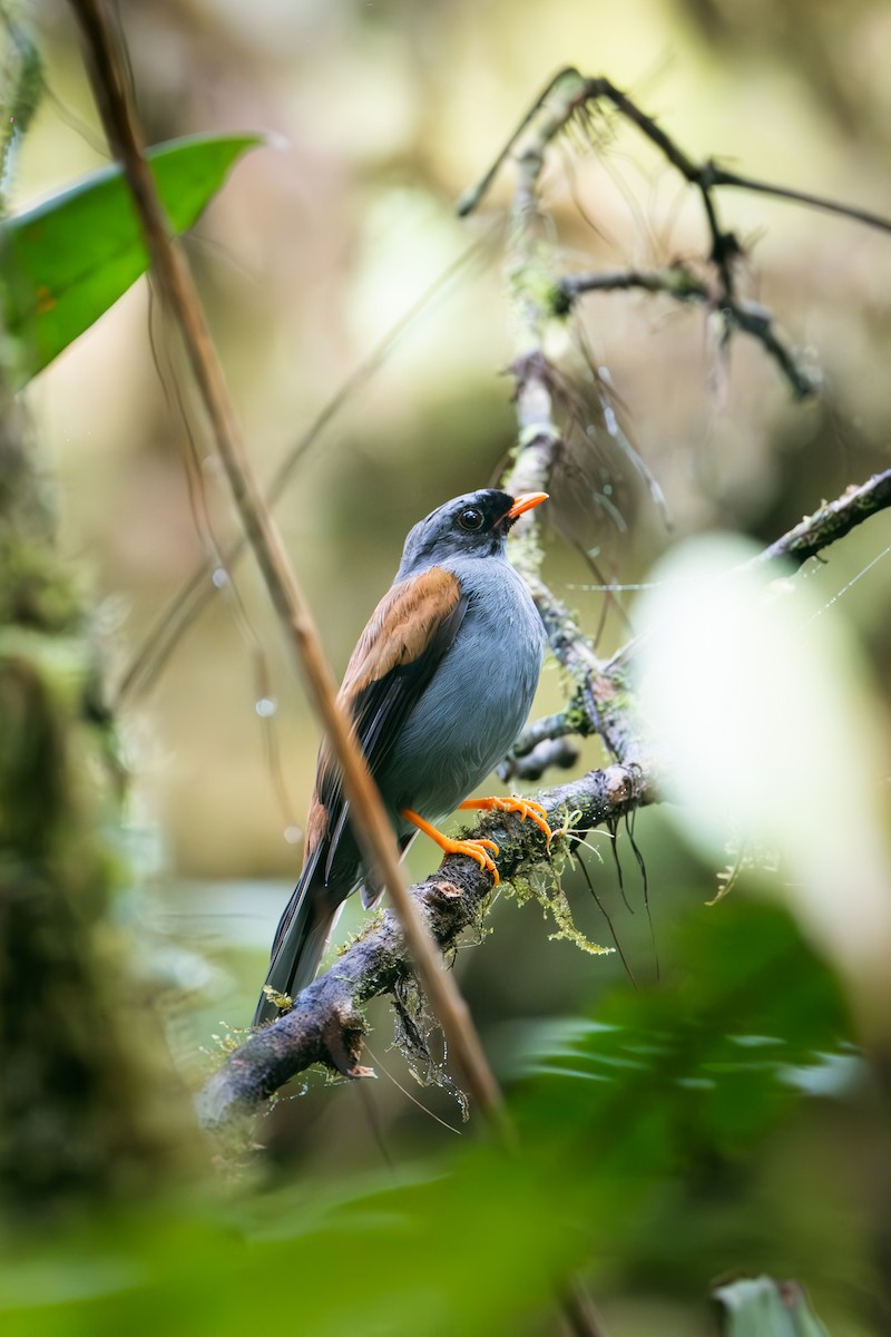 lesňák šedohnědý - ML641174287