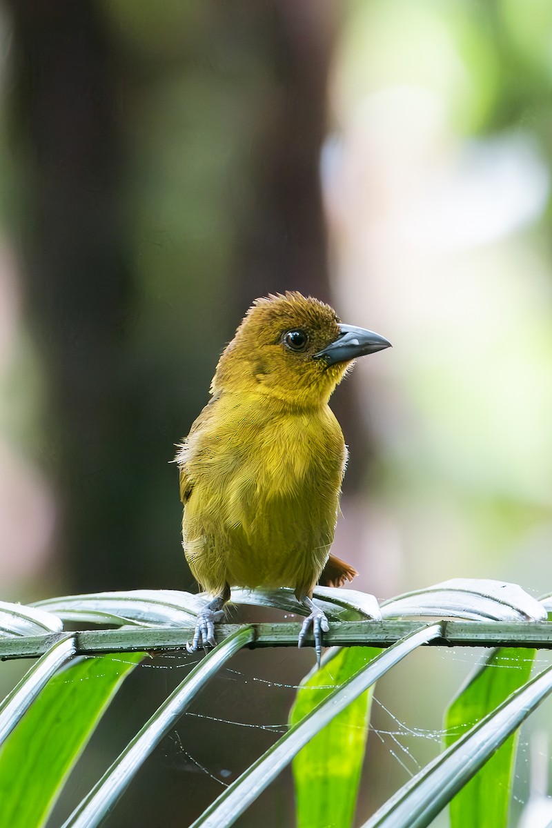 Carmiol's Tanager - ML641174322
