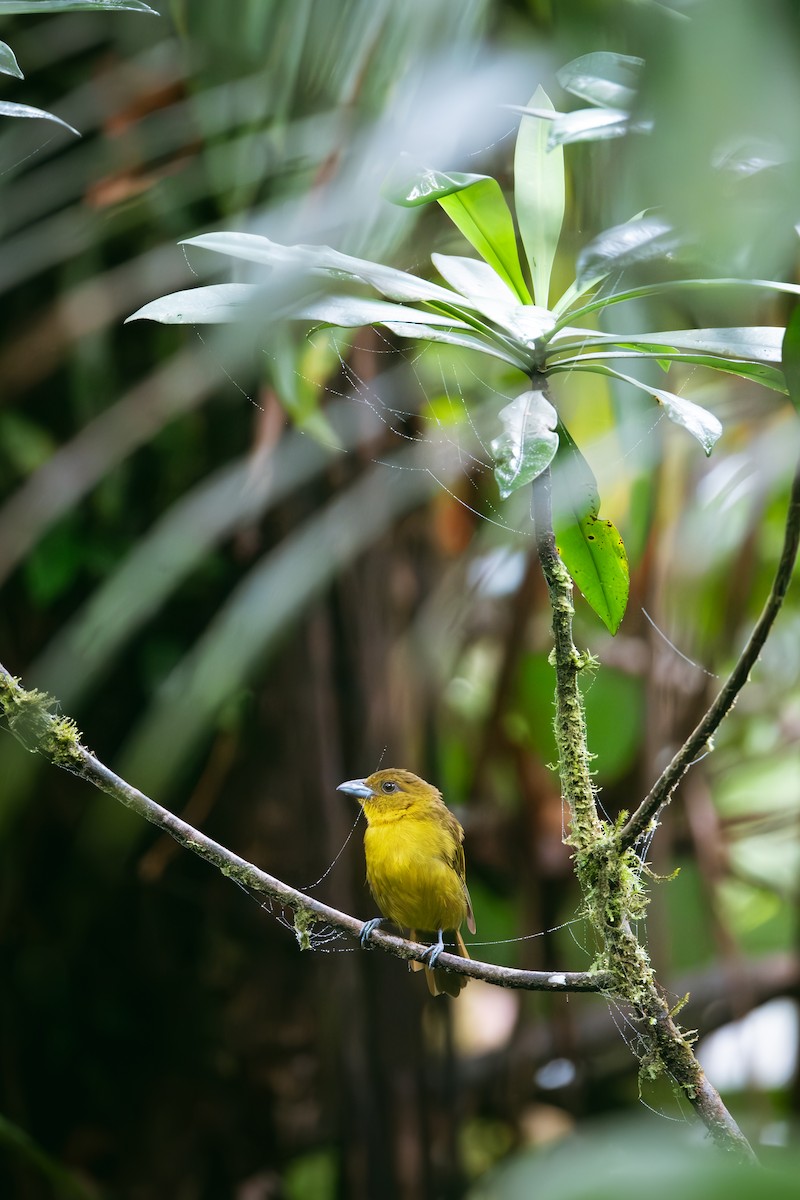 Carmiol's Tanager - ML641174323