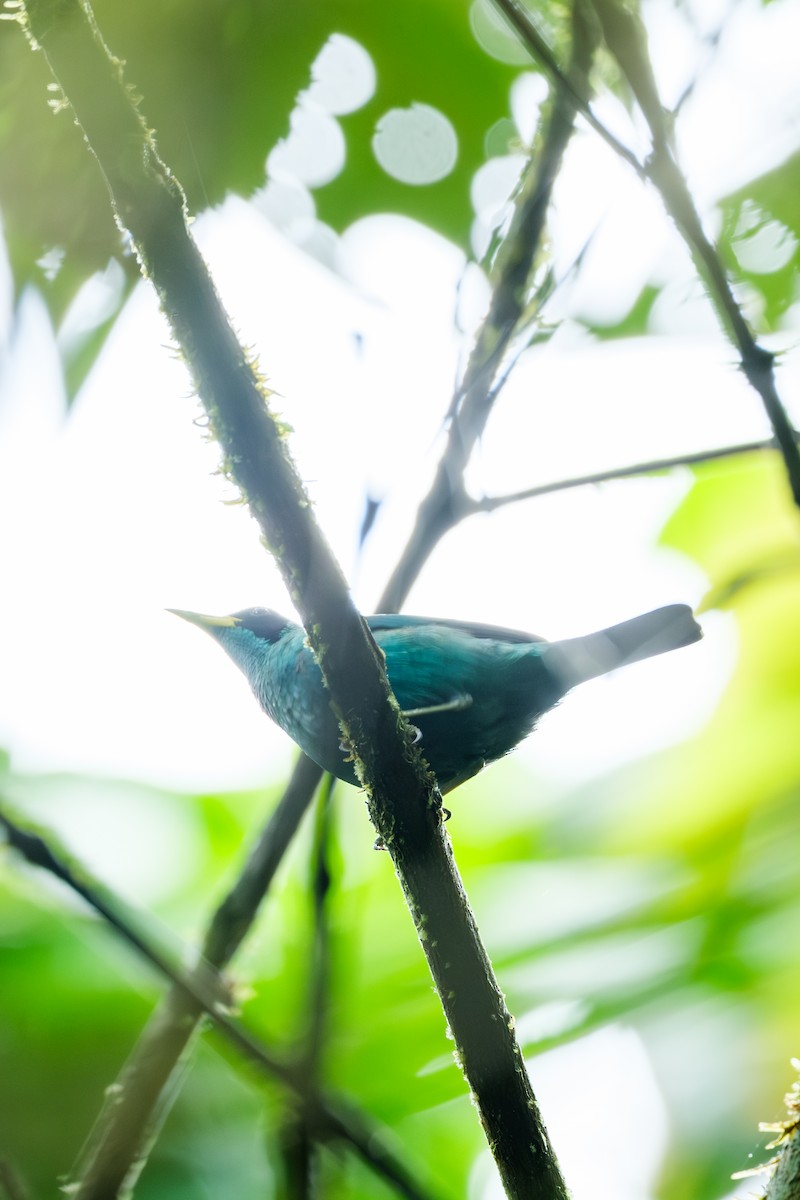 Green Honeycreeper - ML641174359