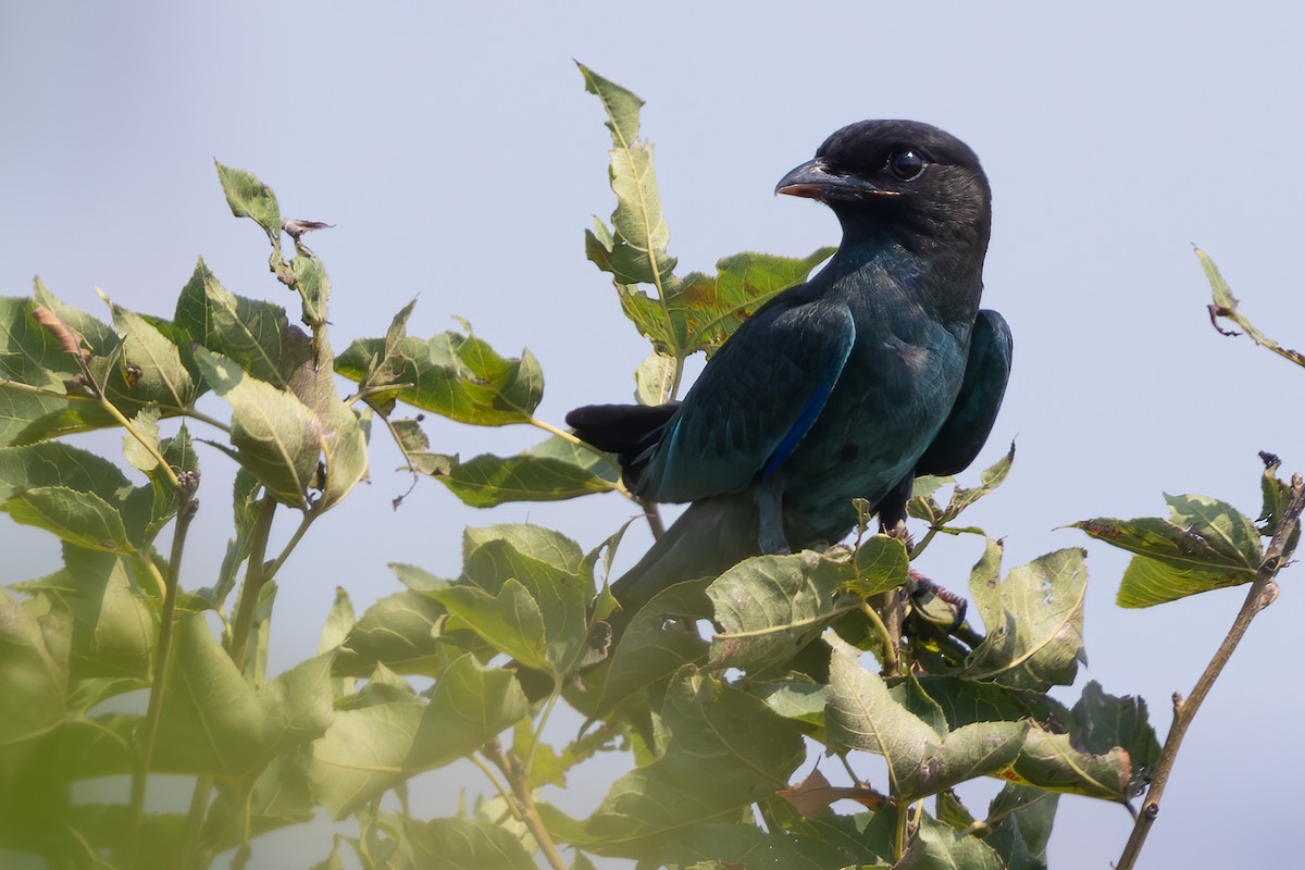 Dollarbird - ML641174372