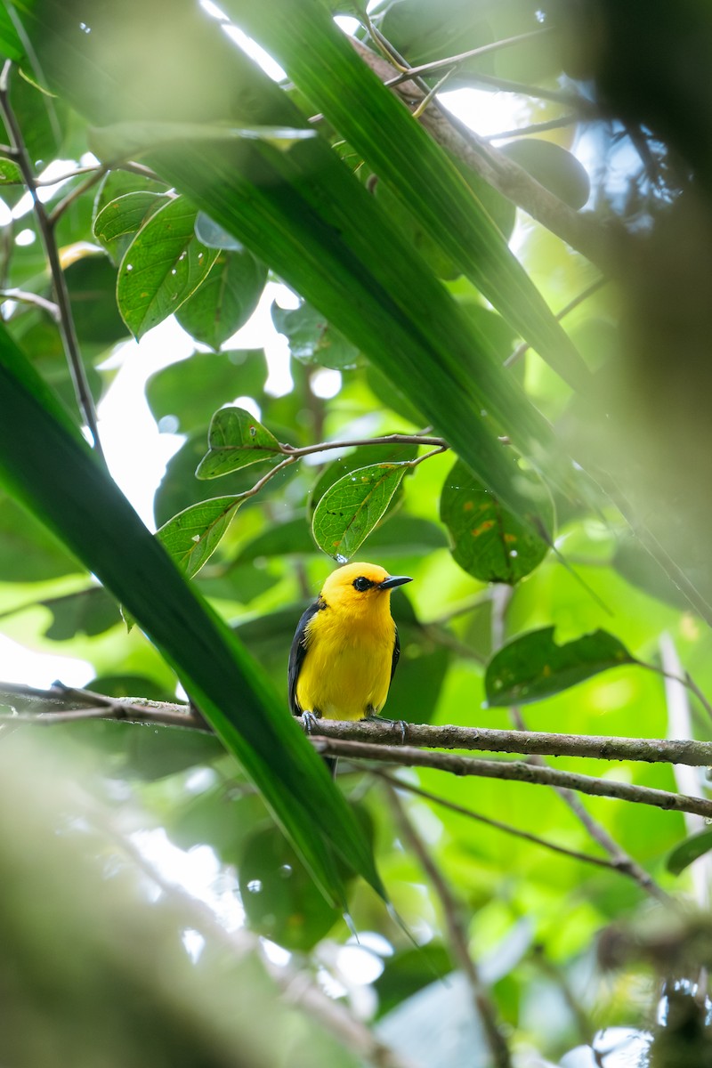 Black-and-yellow Tanager - ML641174378