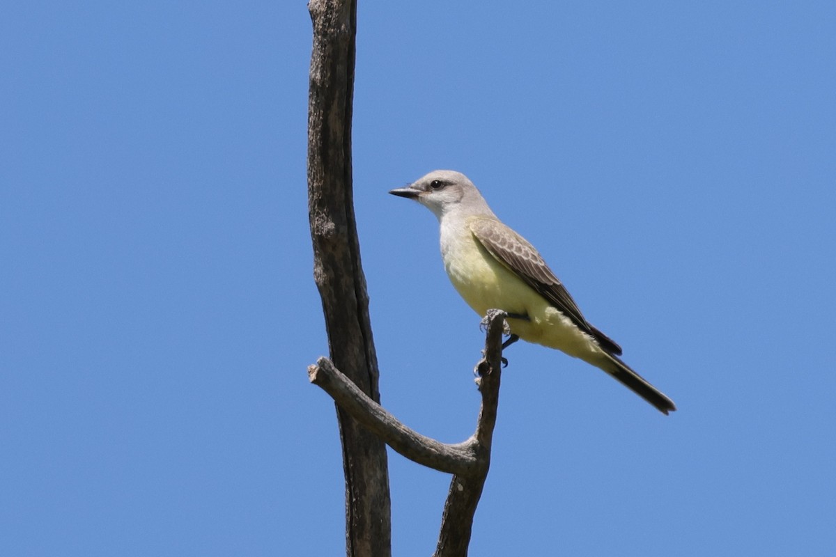 Western Kingbird - ML641174445