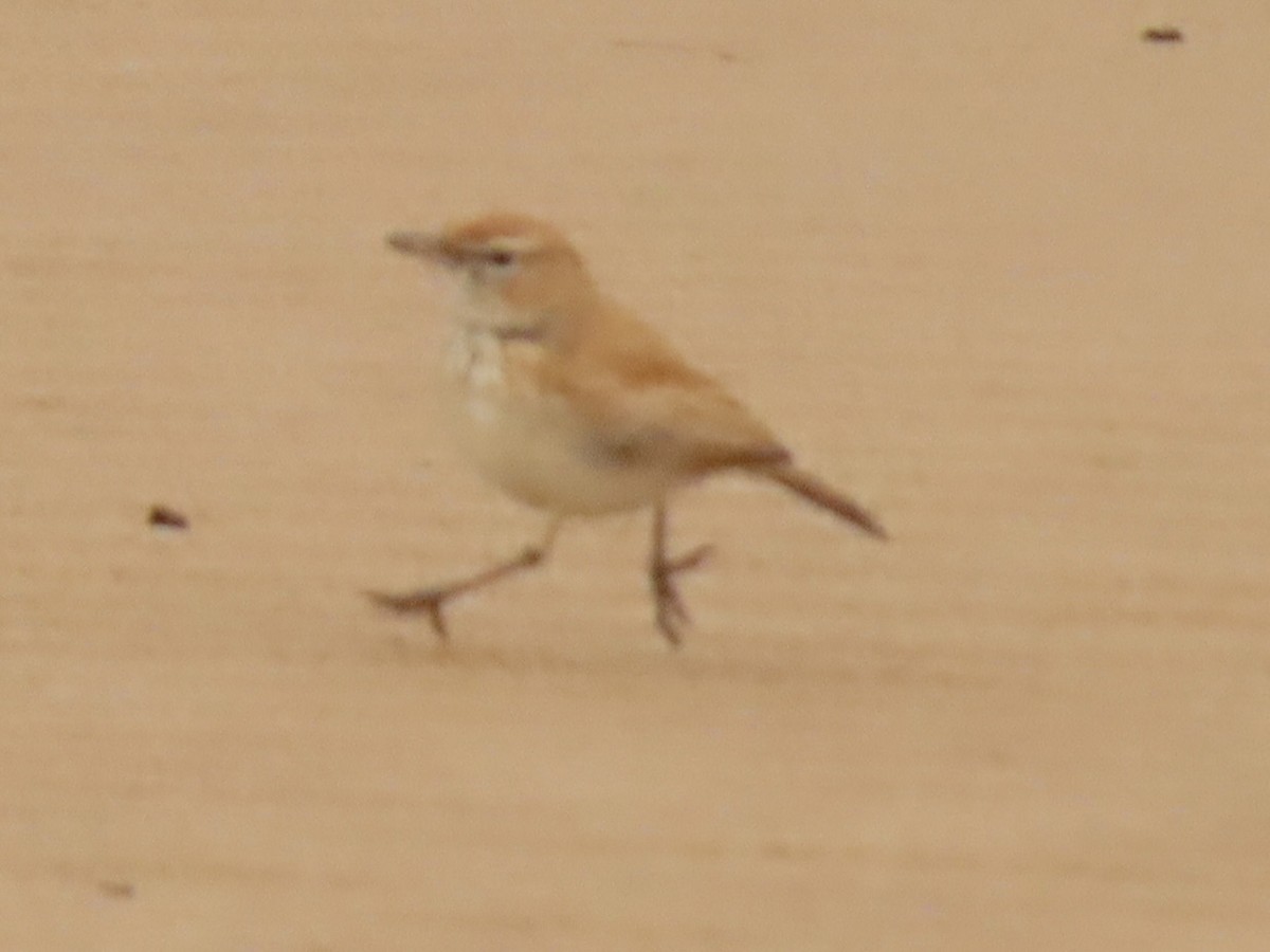 Dune Lark (Dune) - ML641174488
