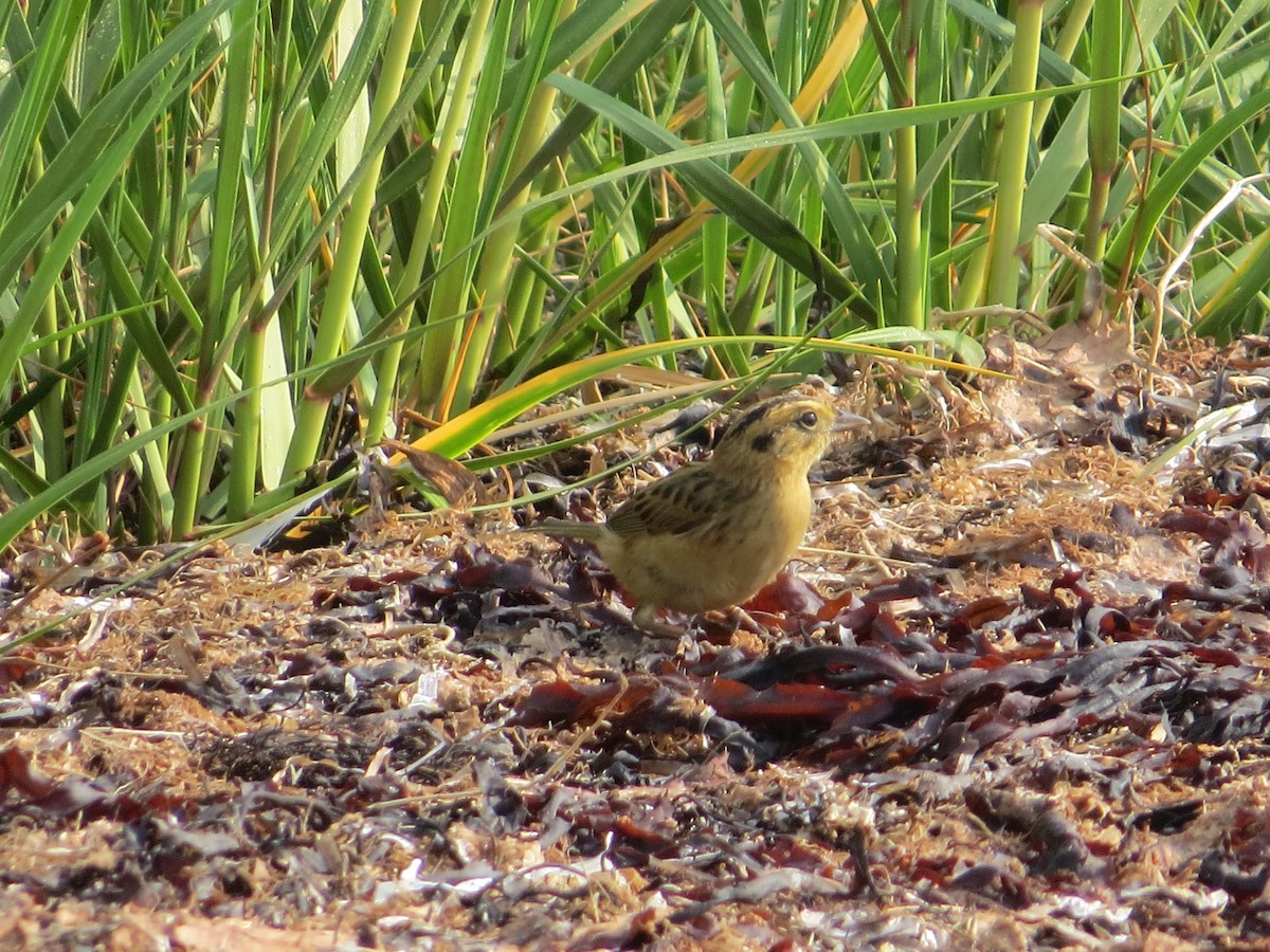 Nelson's Sparrow - ML641174522