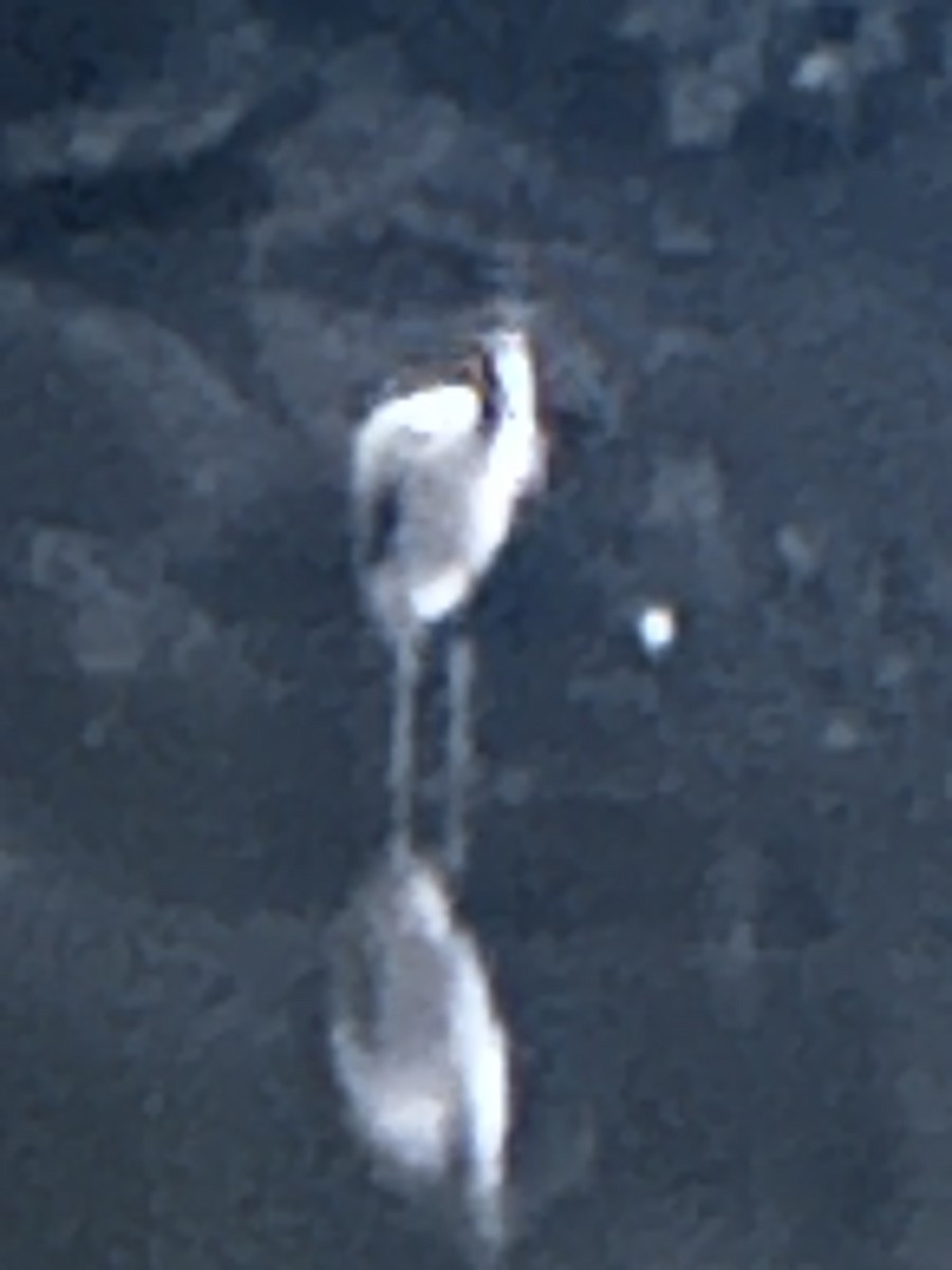 アメリカトキコウ - ML641174526