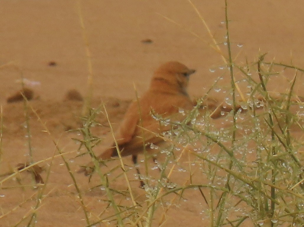 Dune Lark (Dune) - ML641174555