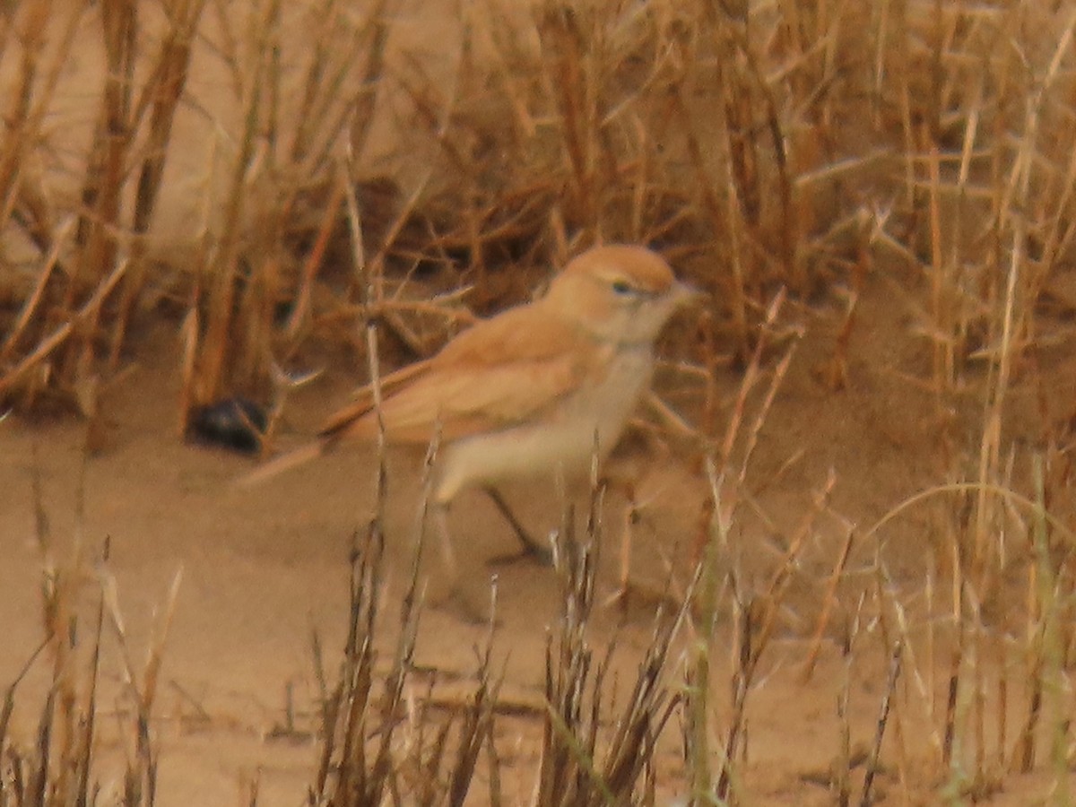 Dune Lark (Dune) - ML641174599