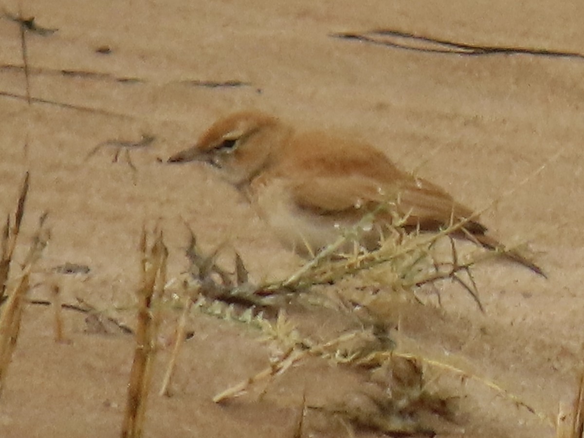 Dune Lark (Dune) - ML641174626