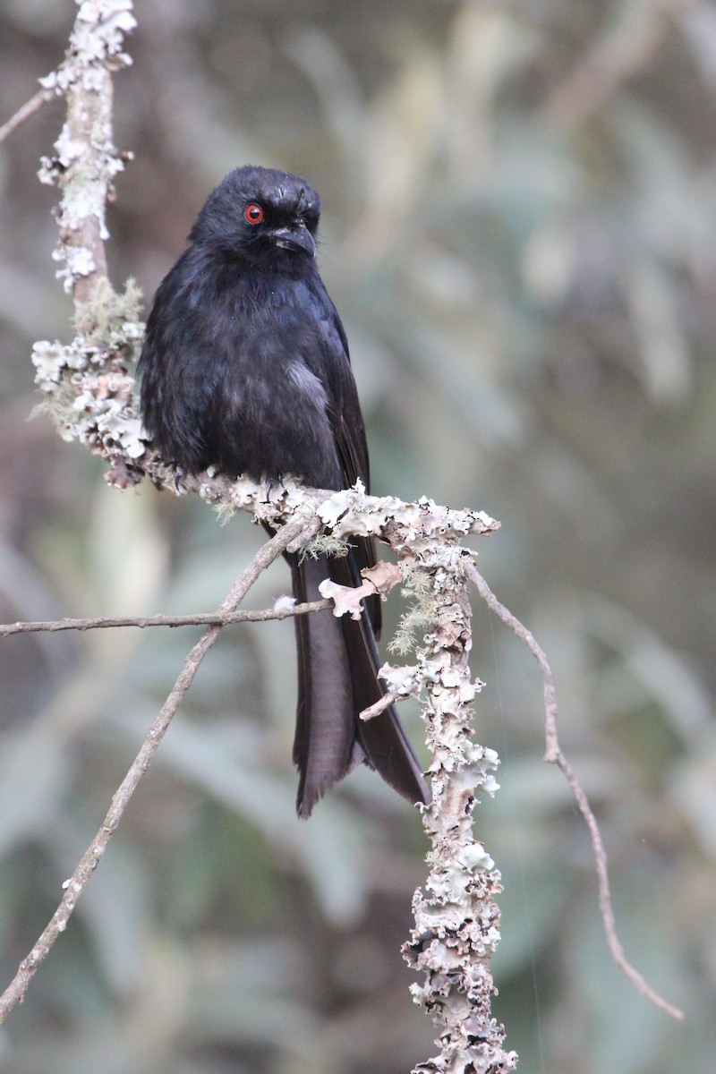 Fork-tailed Drongo - ML641174668