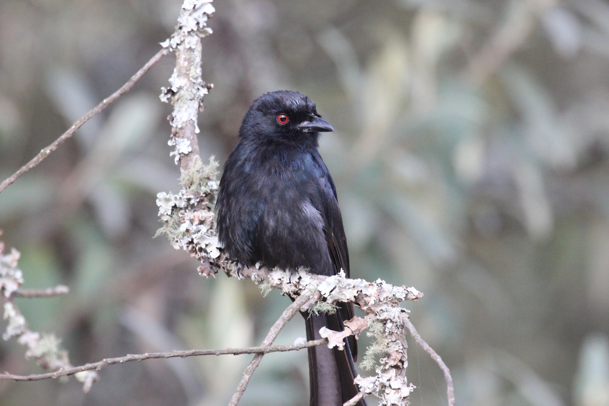 Fork-tailed Drongo - ML641174669