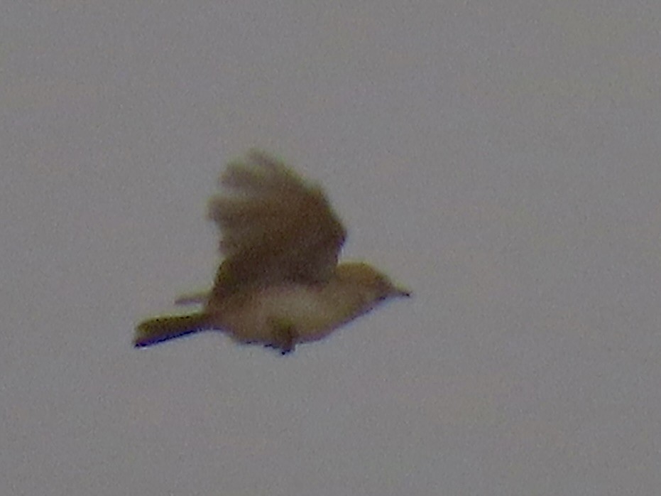 Dune Lark (Dune) - ML641174700