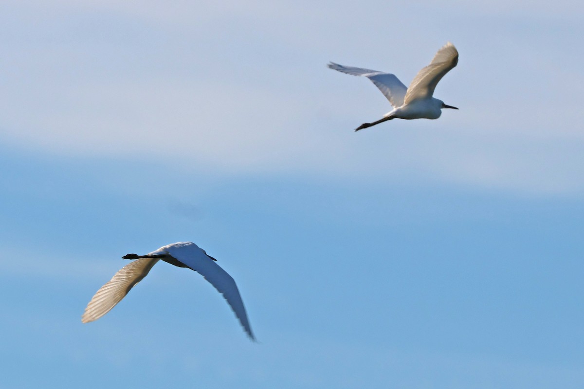 Snowy Egret - ML641174710