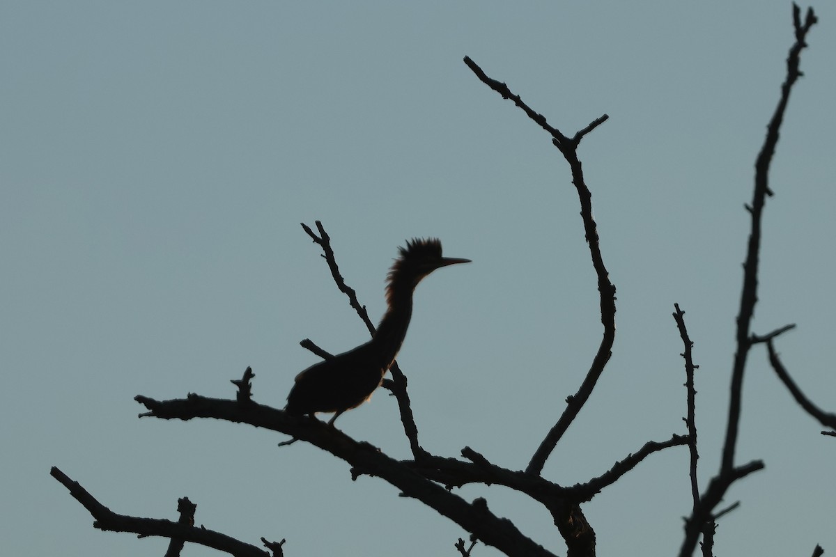 Green Heron - ML641174721